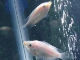 Pink Kissing Gourami
