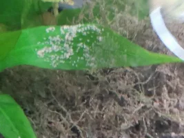 Second breeding attempt of my angelfish pair