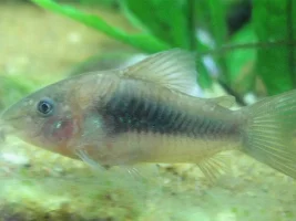 Which Cory Is This?
