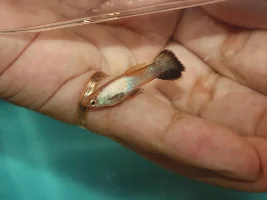 Blond dwarf platinum white panda guppies