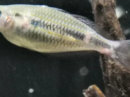 Trifasciata issues.