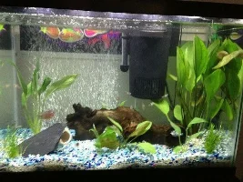 Planted 20Gallon Tank