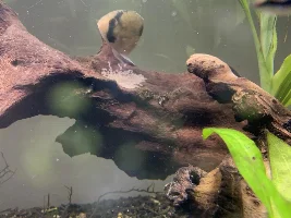 Planted aquarium stocking