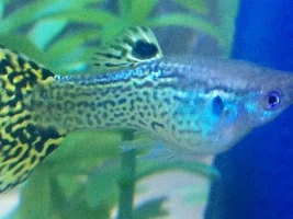 Guppy Swollen Belly?!