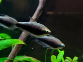 New emperors