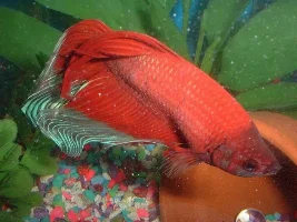 Some betta pictures