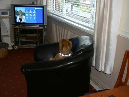My Pup Watching The Tv