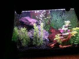 Tetra tank