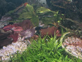 Stan's freshwater 240 gallon extravaganza. Trials and tribulations of a sunlit aquarium