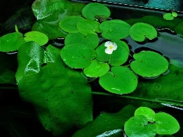 Lazy Plant Novice - tell me what to do!
