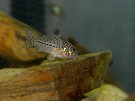 “Best“ type of Cory cat?