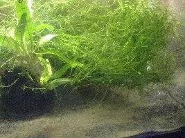 Moss