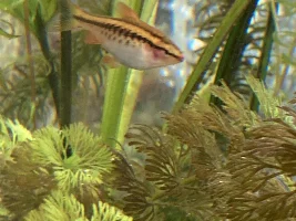 Pregnant Cherry Barb?