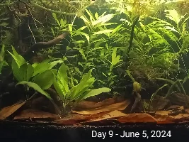 5 gallon riparian tank: post-first week comparisons!