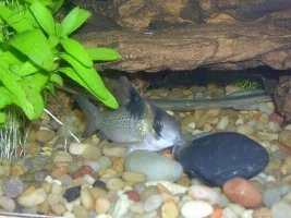 My fishies.... :)