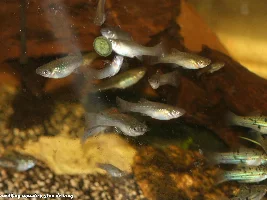 Swordtails and mollies go well together