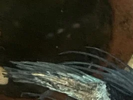 Please help my Betta!