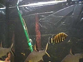 Recent tank pics