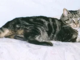 my cat