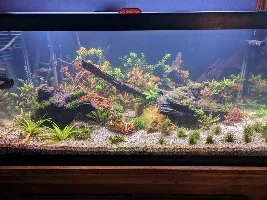 PH and red gills