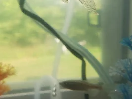 Need some help with my Danios tail issues