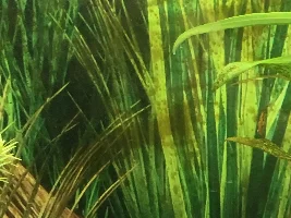 Copper colour algae