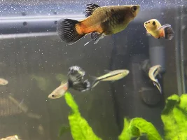 Platty pregnant ?