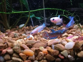 Quest for plakat fry