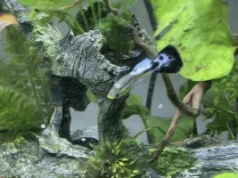 What are some fun quirks of your fish?