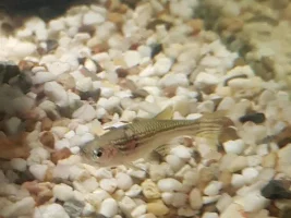 Zebra Danio Injury? Disease?