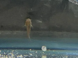 My Cories Are Spawning Everywhere!