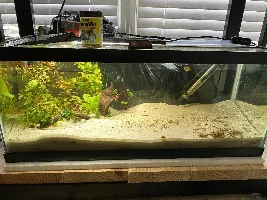 OliveFish05’s double tank journal and builds (20 gallon tropical community and 40 gallon axolotl tank)