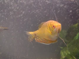 Help identifying fish needed