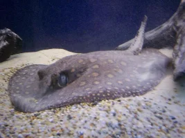 Post A Pic Of Your Fish And Rate Fish Above You
