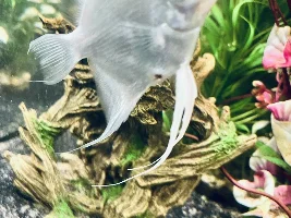 Help!! Angel fish has a small hole increasing in size rapidly!!