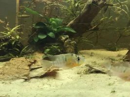 Refurbished 40ish gallon dirted tank/aquascape