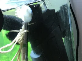 My new Betta/ shrimp set up