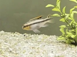 How do I introduce male kribensis to female?