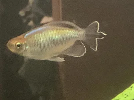 Phenacogrammus sp. fantastique