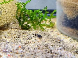 So Many Babies