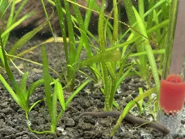 Is this a worm in my tank??