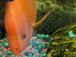 Ich problem one fish showing signs