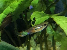 Wild Guppy Tank