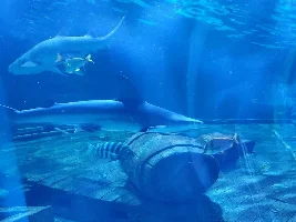 Awesome shark pictures
