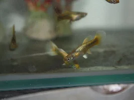 24k Gold guppies