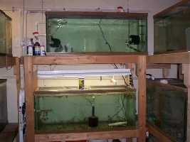 Pics Of Some Betta Tanks I Built And Fishroom