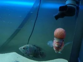 Sold as a flowerhorn but wanting some advice