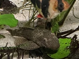 Vote Now! - August 2022 Fish of the Month Contest (Plecos)