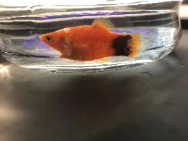 Fish Has White Spots And Is Dying (Day 4)