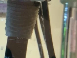 My zebra danio is acting strange.